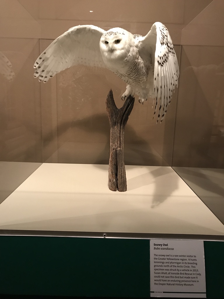 UNADJUSTEDNONRAW_thumb_42e